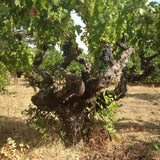 2016 MacDonald Vineyards