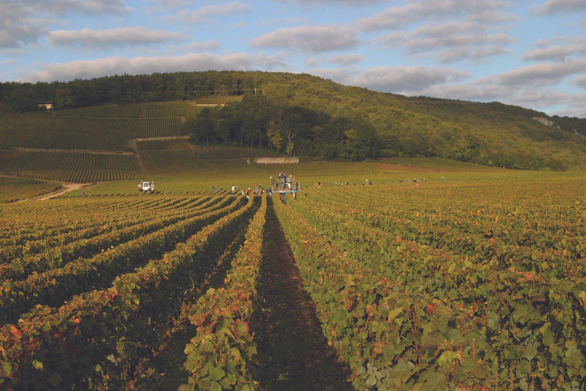 Domaine de la Romanee-Conti 2012 | Angry Wine Merchant