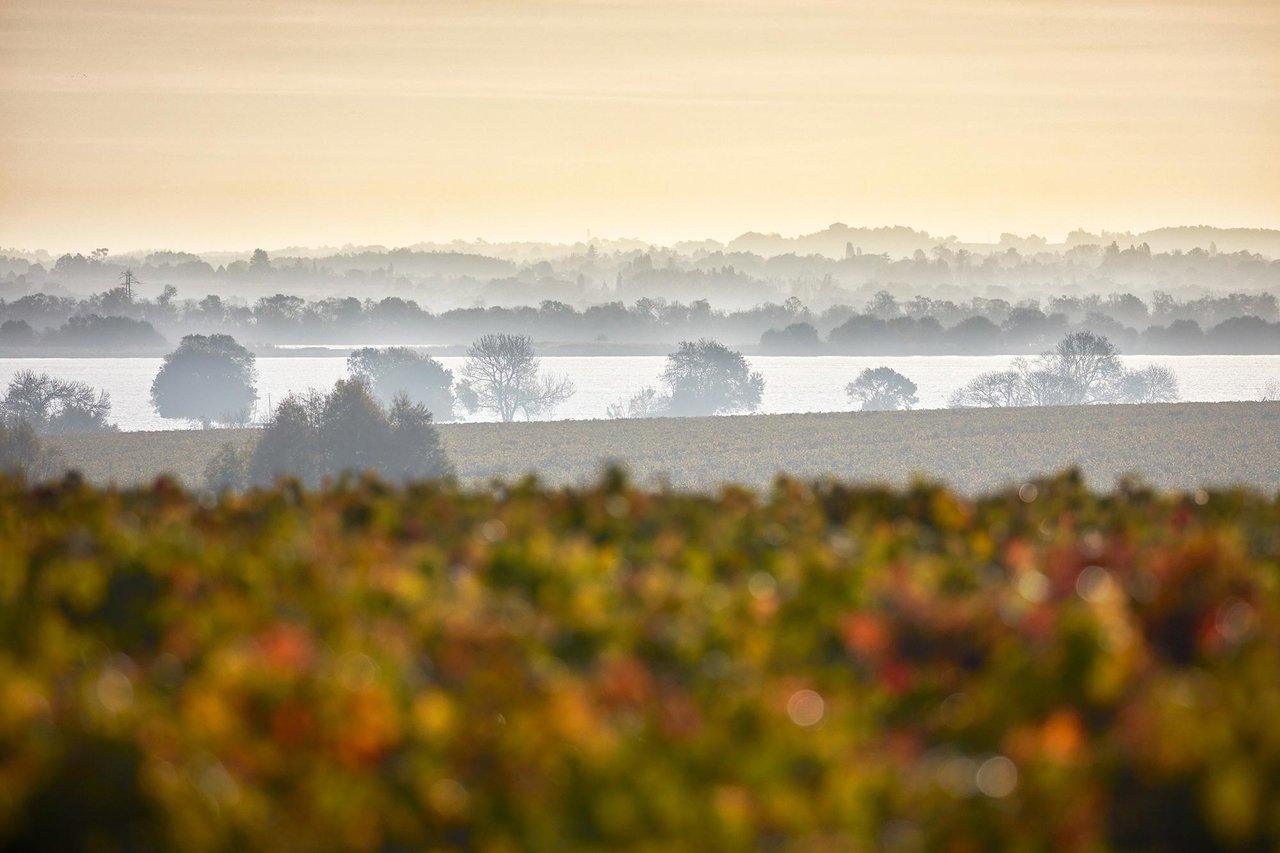 2018 Château Pichon Baron - Angry Wine Merchant