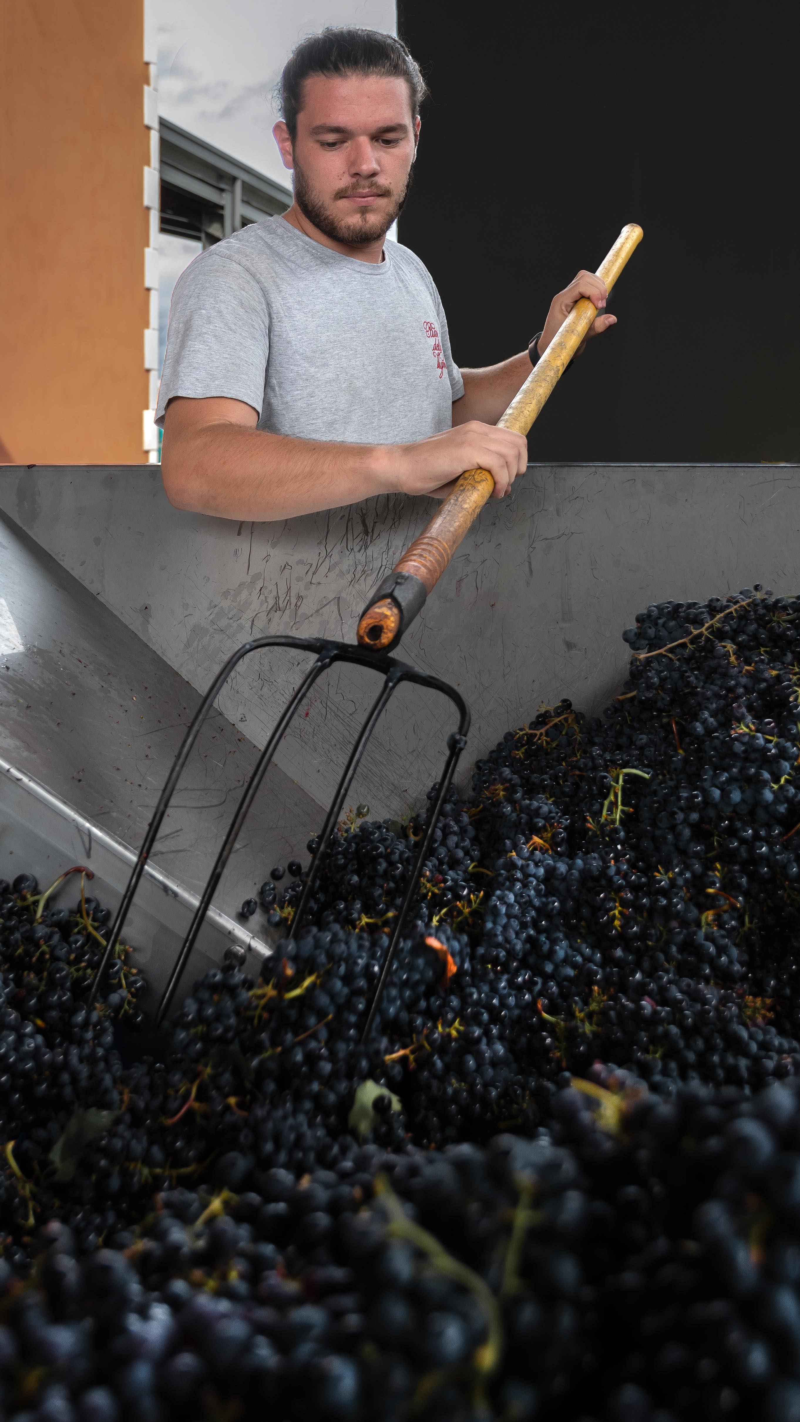 2021 Tignanello – Tuscany's Collectible Wine | Angry Wine Merchant