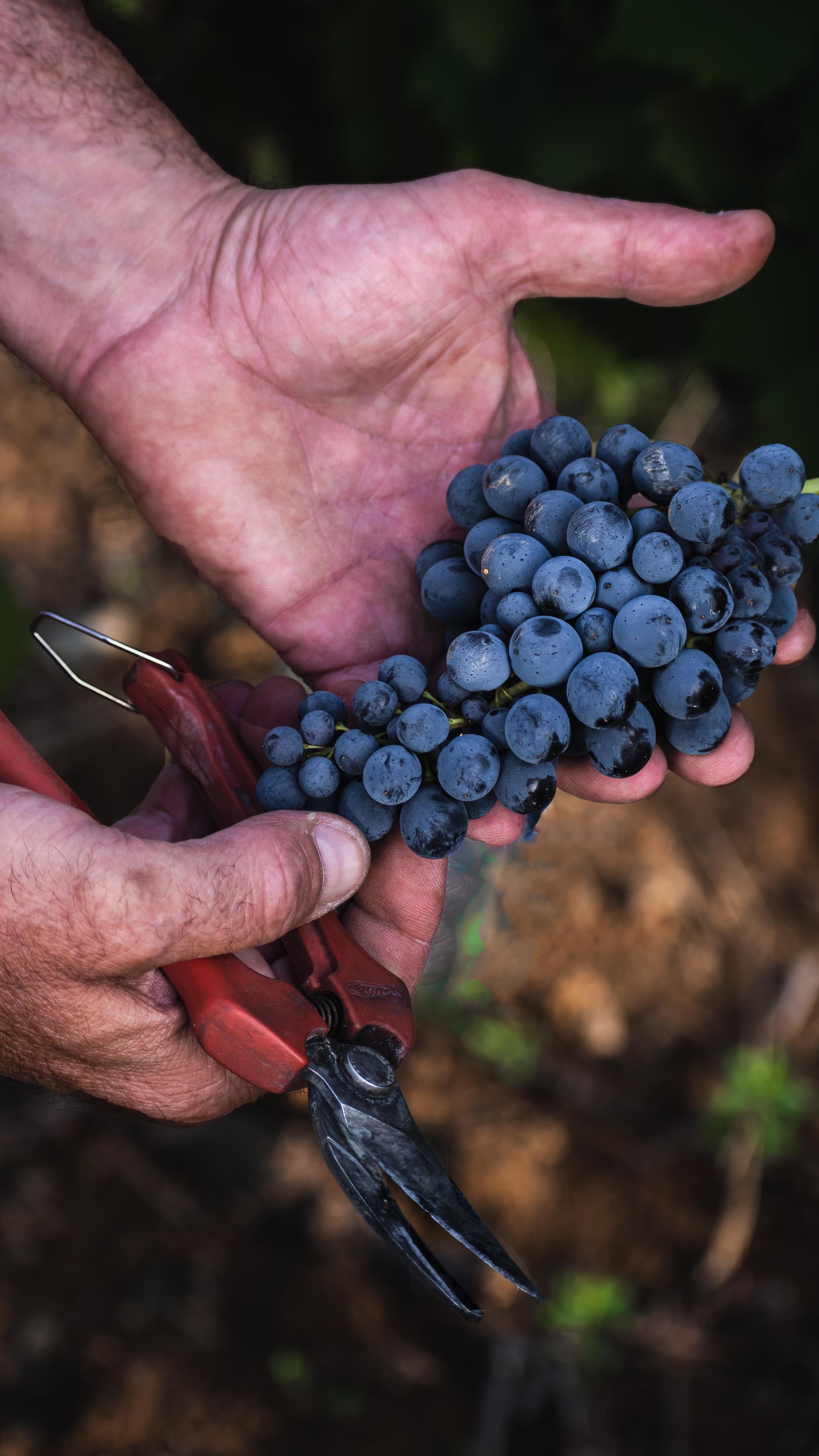 2021 Tignanello – Tuscany's Collectible Wine | Angry Wine Merchant
