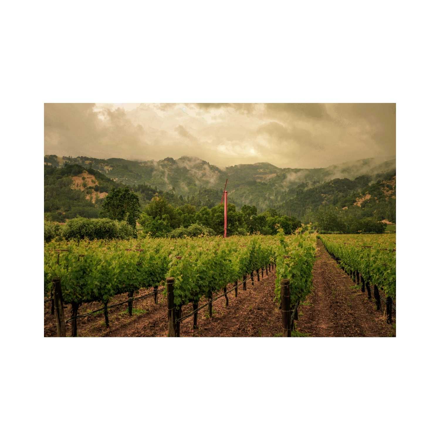 2022 Eisele Vineyard