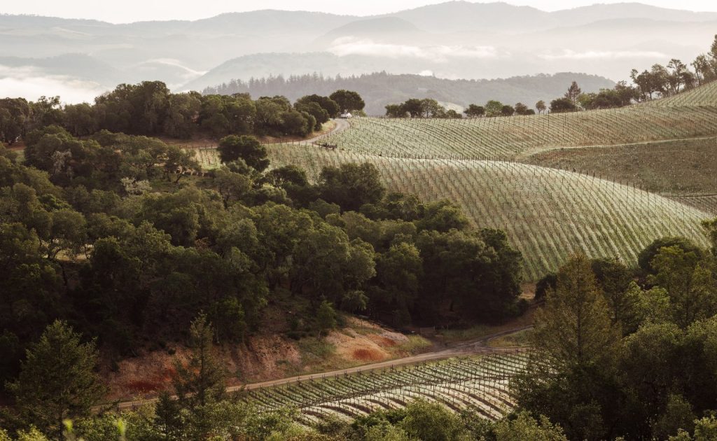 BOND Melbury Cabernet Sauvignon wine vineyard Napa Valley California sold by Angry Wine Merchant