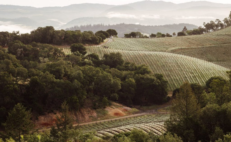 BOND Melbury Cabernet Sauvignon wine vineyard Napa Valley California sold by Angry Wine Merchant