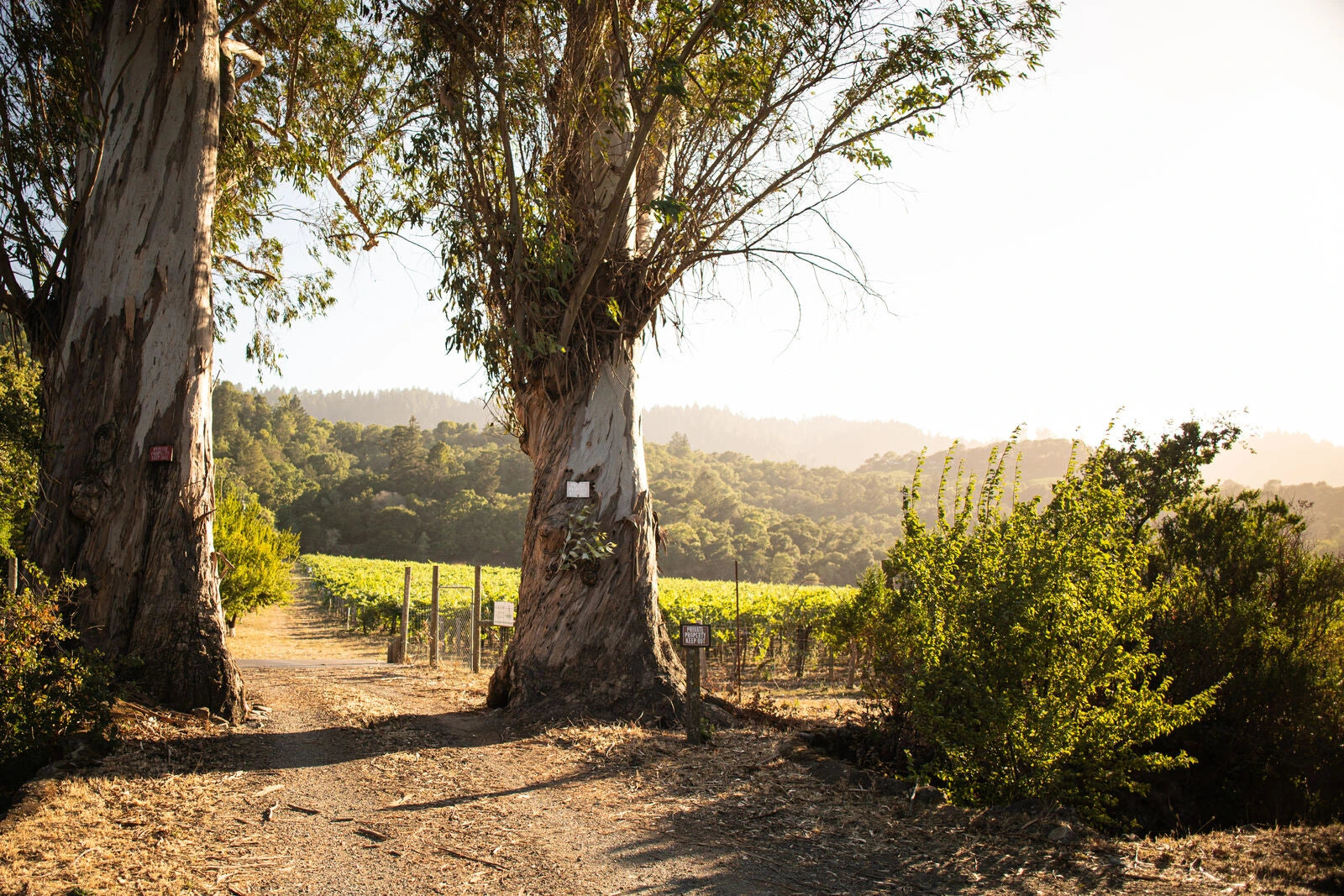 Heitz Cellar Marthas Vineyard Cabernet Sauvignon wine estate Napa Valley California sold by Angry Wine Merchant 1