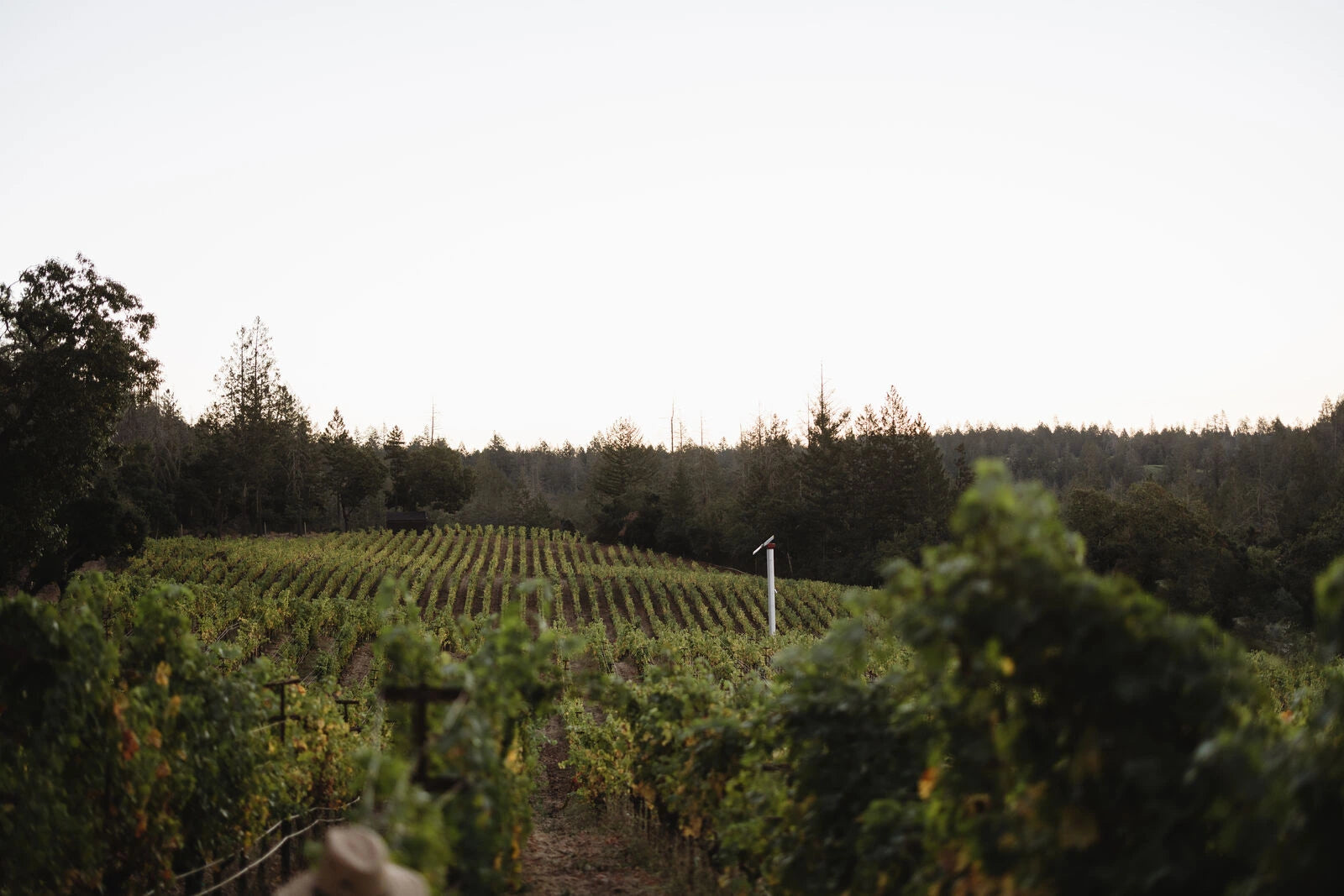 Heitz Cellar Marthas Vineyard Cabernet Sauvignon wine estate Napa Valley California sold by Angry Wine Merchant 4