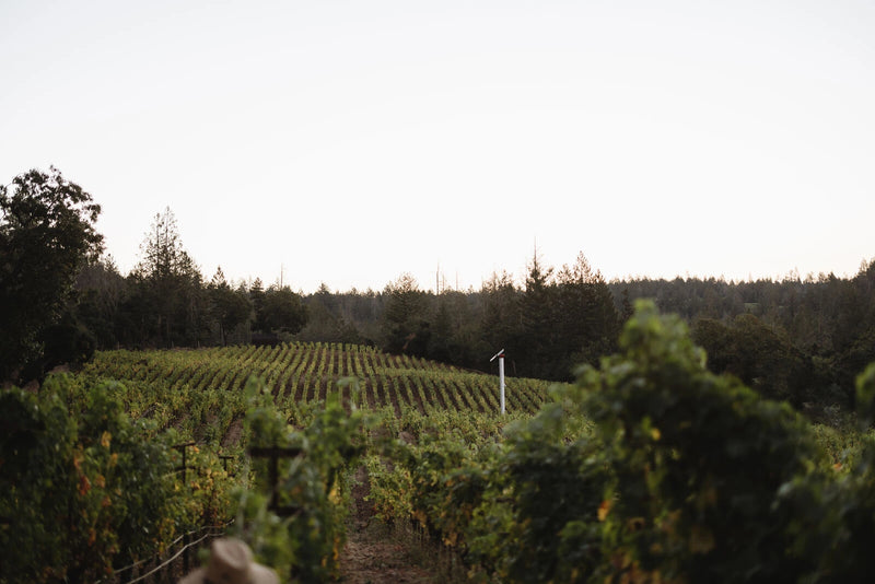 Heitz Cellar Marthas Vineyard Cabernet Sauvignon wine estate Napa Valley California sold by Angry Wine Merchant 4