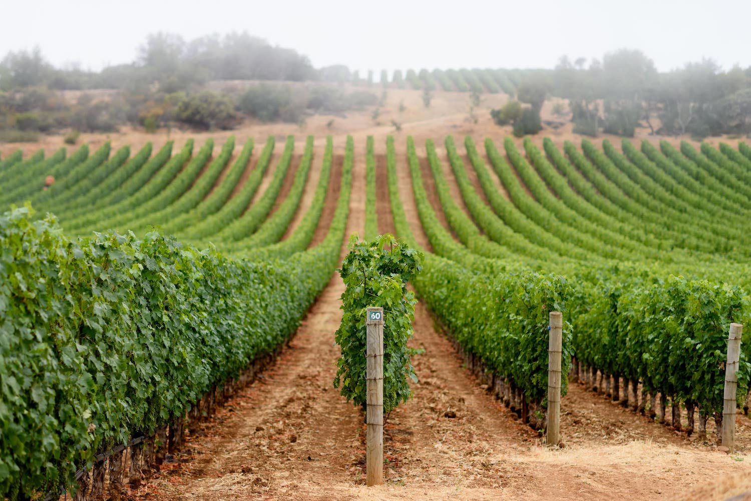 Colgin Cellars IX Estate 2018 | Angry Wine Merchant