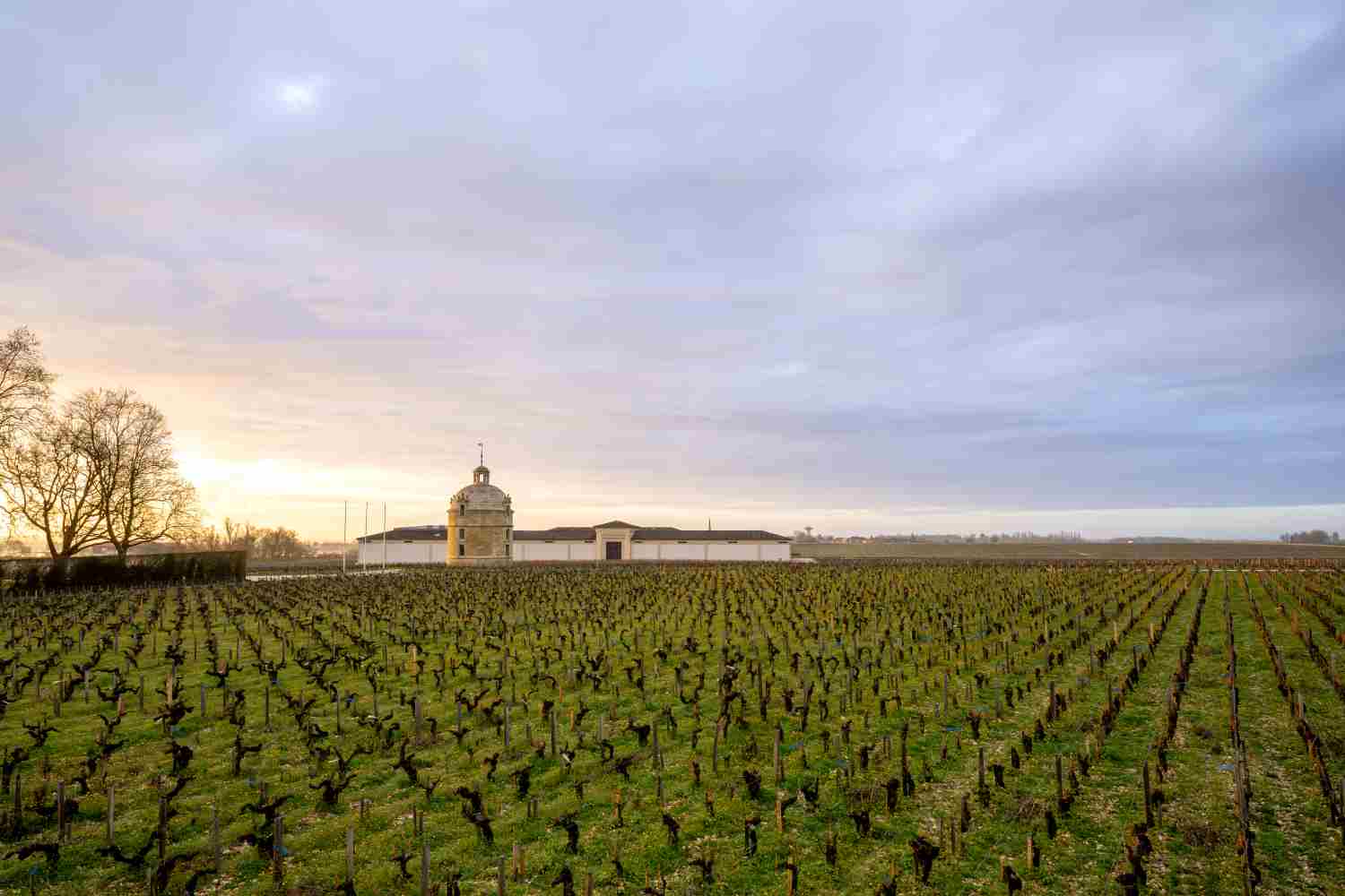 2004 Chateau Latour – First Growth Bordeaux | Angry Wine Merchant