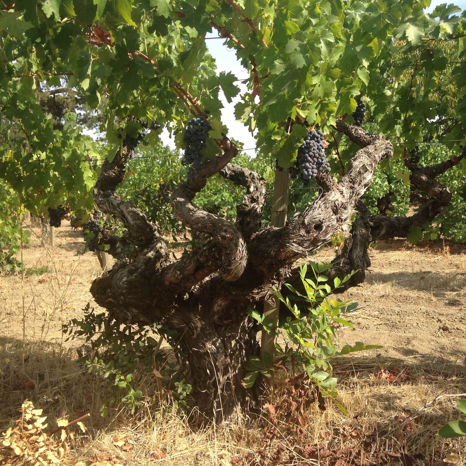 2013 MacDonald Vineyards