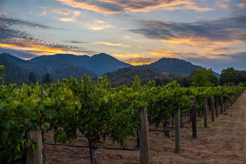 2013 MacDonald Vineyards