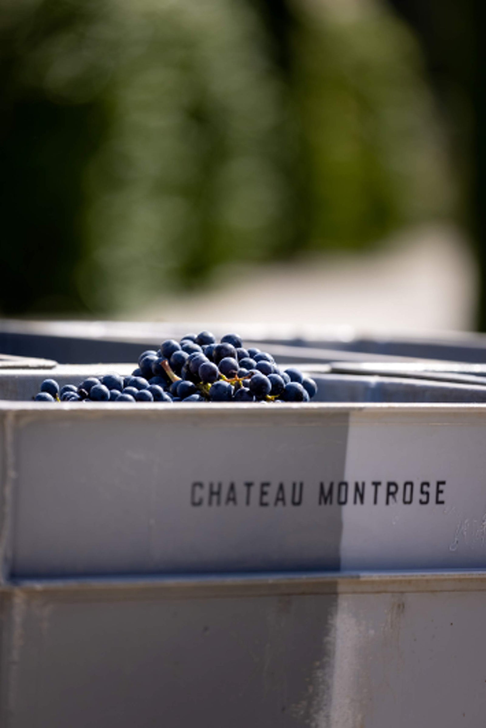 2003 Chateau Montrose