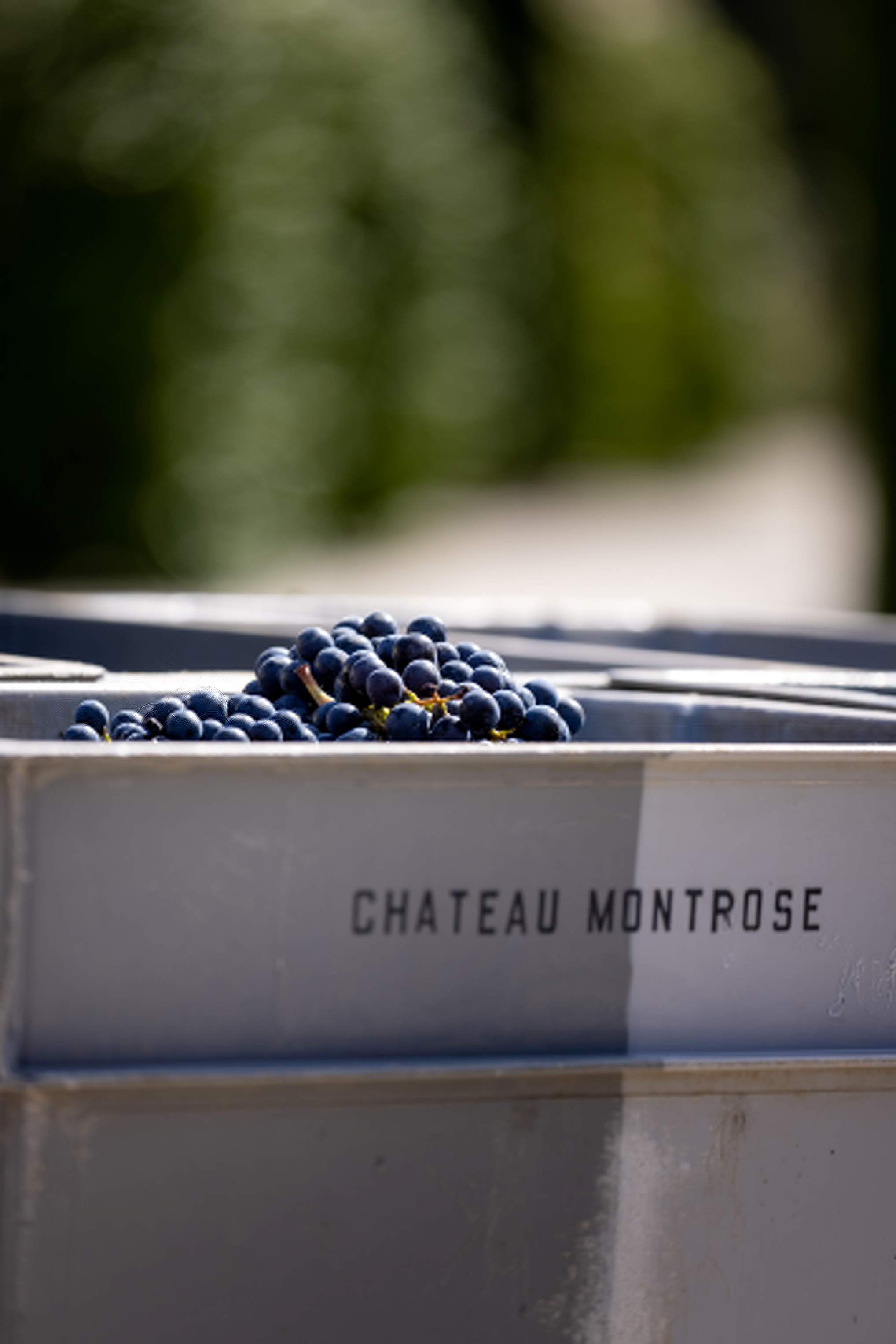 2022 Chateau Montrose