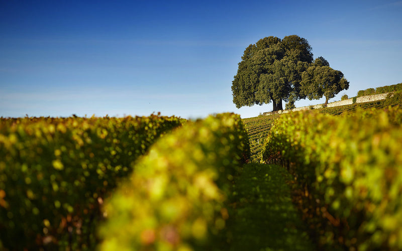 2000 Chateau Pavie wine Saint-Emilion Bordeaux France sold by Angry Wine Merchant