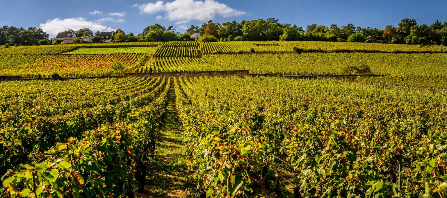 Bouchard Pere and Fils Burgundy field France sold by Angry Wine Merchant