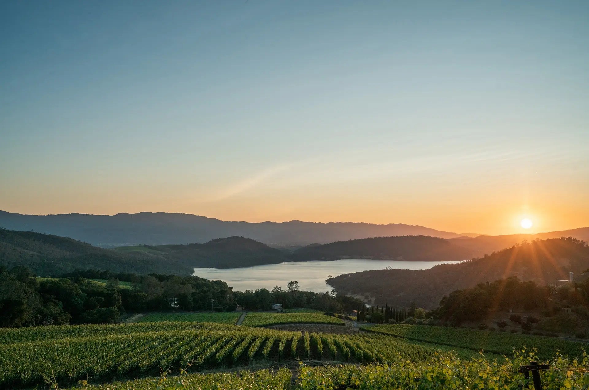 Bryant Family Vineyard Estate Napa Valley USA sold by Angry Wine Merchant