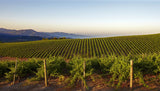 Caymus Vineyards Napa Valley California sold by Angry Wine Merchant