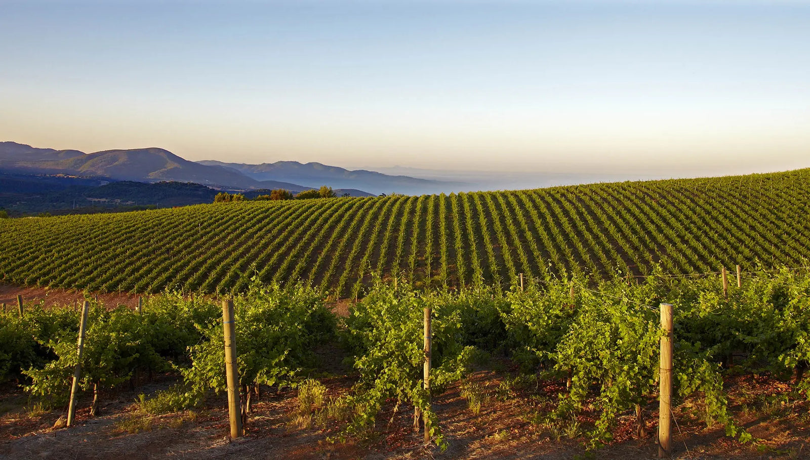 Caymus Vineyards Napa Valley California sold by Angry Wine Merchant