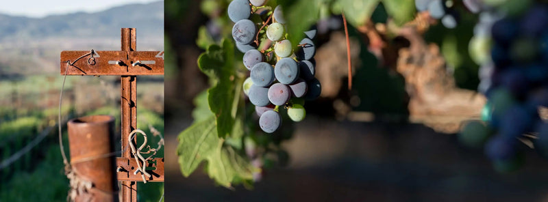 Dalla Valle Maya grape Napa Valley California sold by Angry Wine Merchant