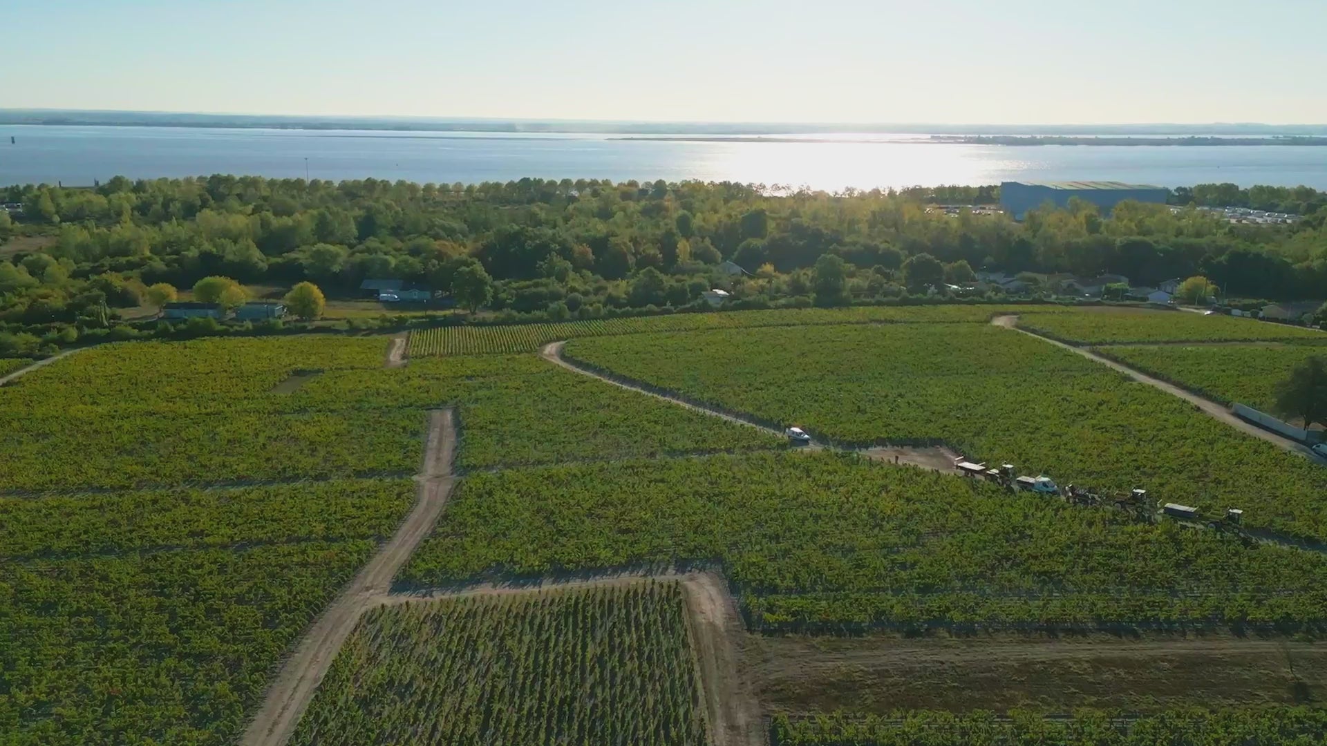 Chateau Mouton Rothschild 2023 | Angry Wine Merchant