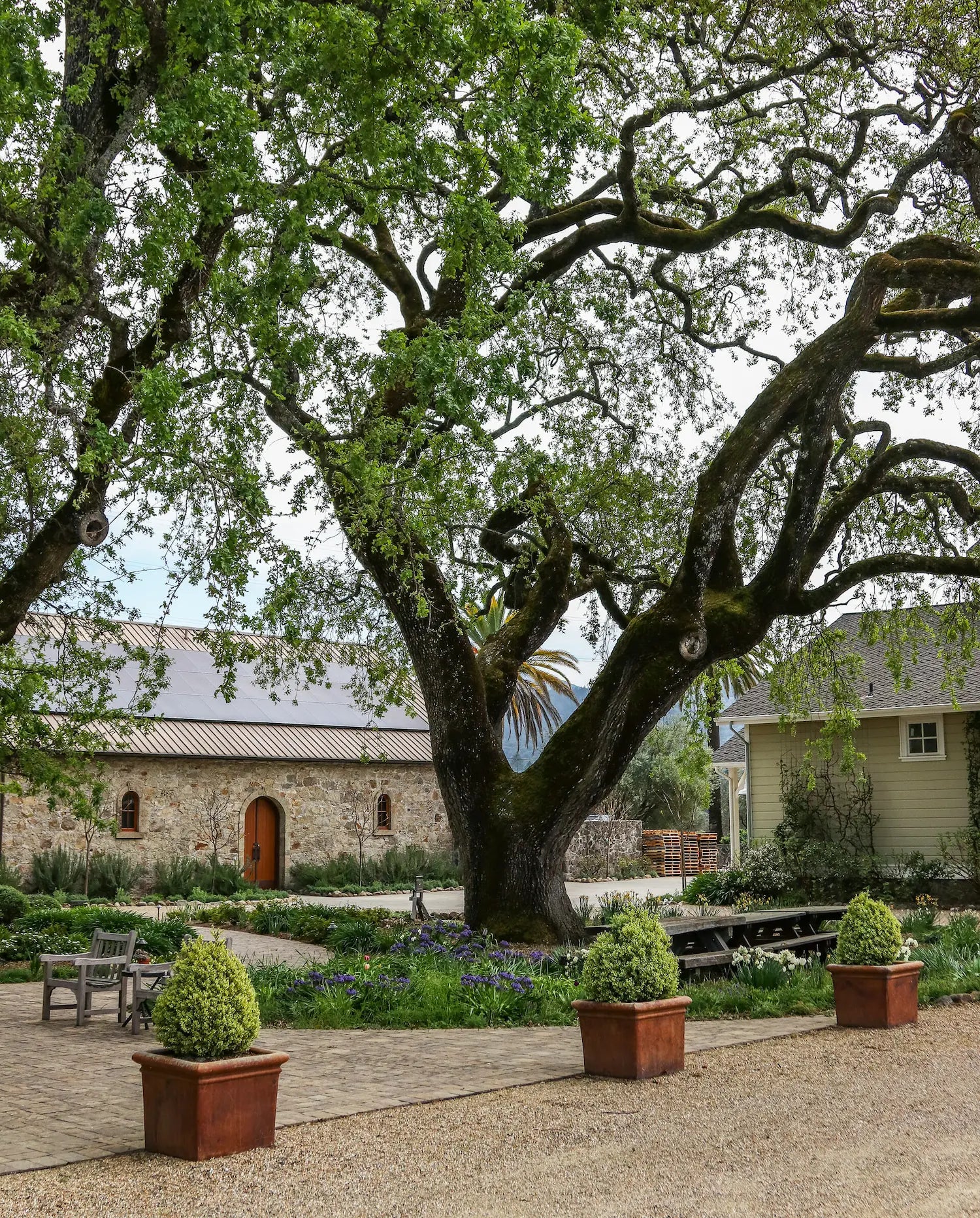 Spottswoode Estate Grounds Cabernet Sauvignon wine St Helena Napa Valley California sold by Angry Wine Merchant