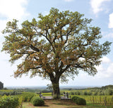 1998 Ornellaia - Angry Wine Merchant