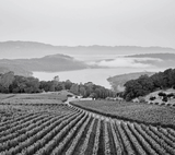 1999 Bryant Family Vineyard - Angry Wine Merchant