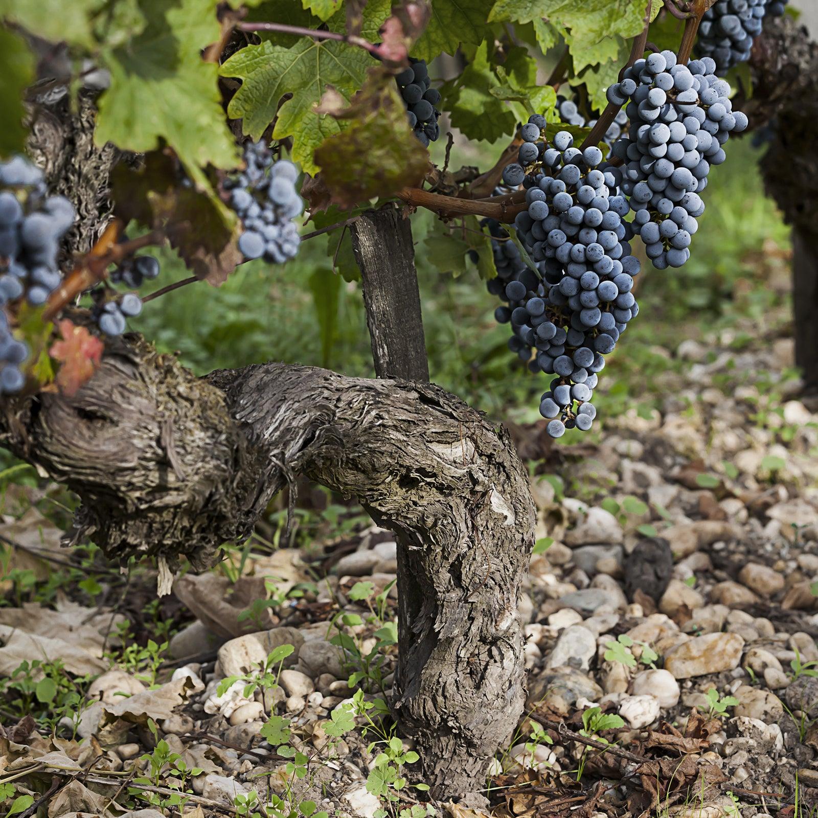 2000 Chateau Cos d'Estournel | Angry Wine Merchant