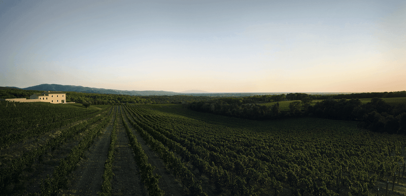 2007 Masseto Toscana IGT - Angry Wine Merchant