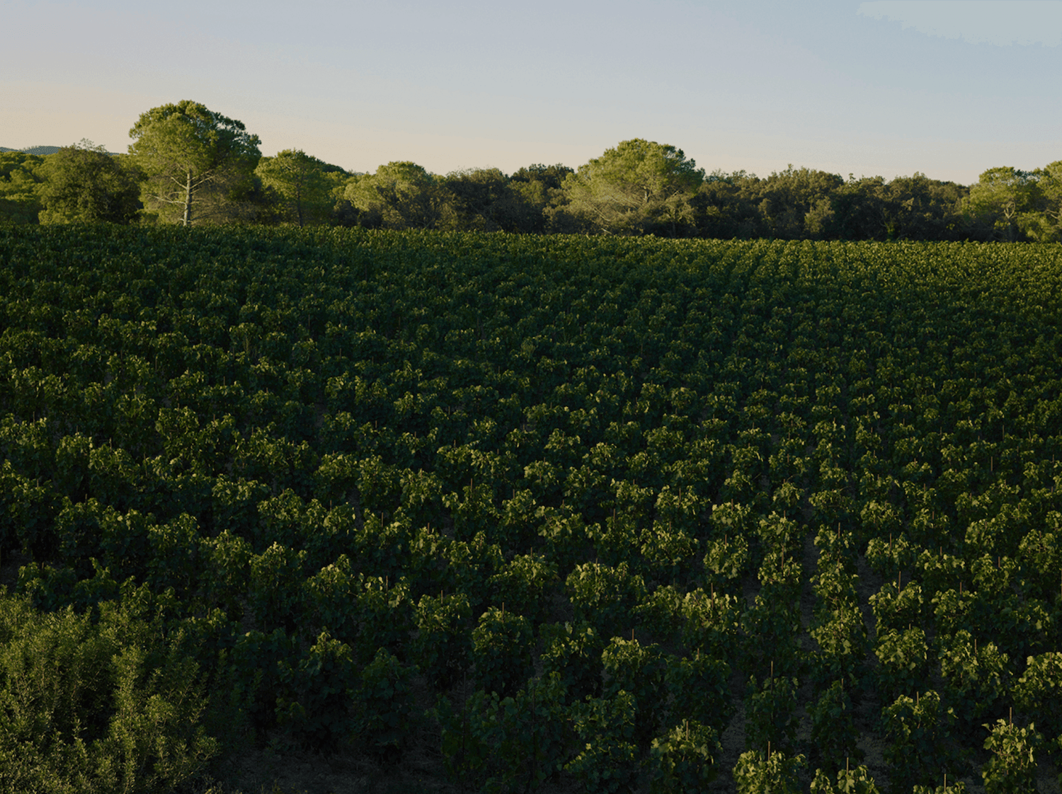 2007 Masseto Toscana IGT - Angry Wine Merchant