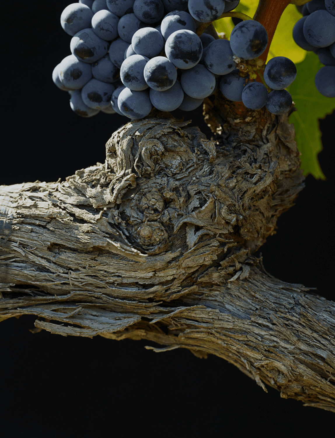 2009 Masseto Toscana - Angry Wine Merchant