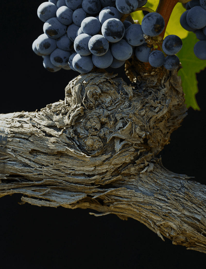 2009 Masseto Toscana - Angry Wine Merchant