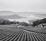 2010 Bryant Family Vineyard (Magnum) - Angry Wine Merchant