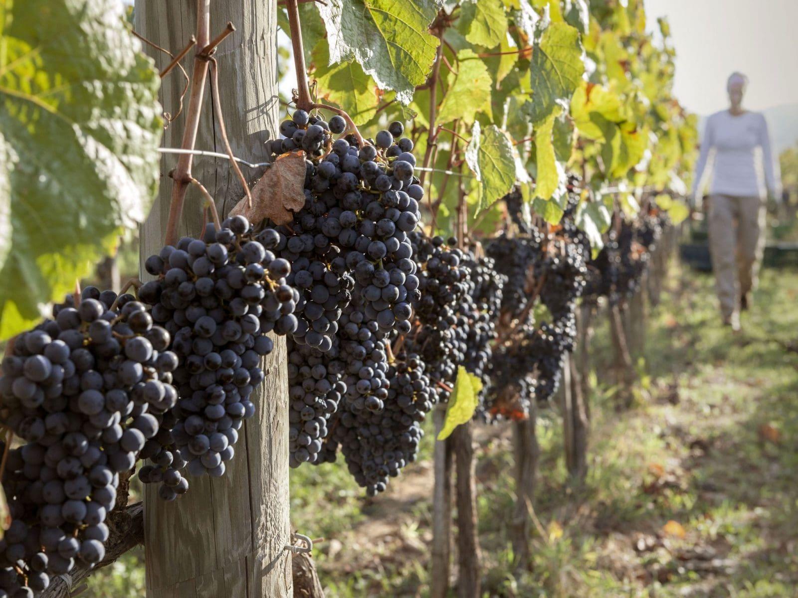 2011 Ornellaia - Angry Wine Merchant