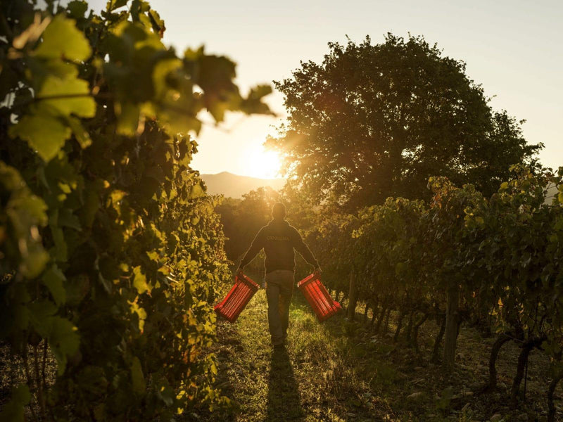 2011 Ornellaia - Angry Wine Merchant