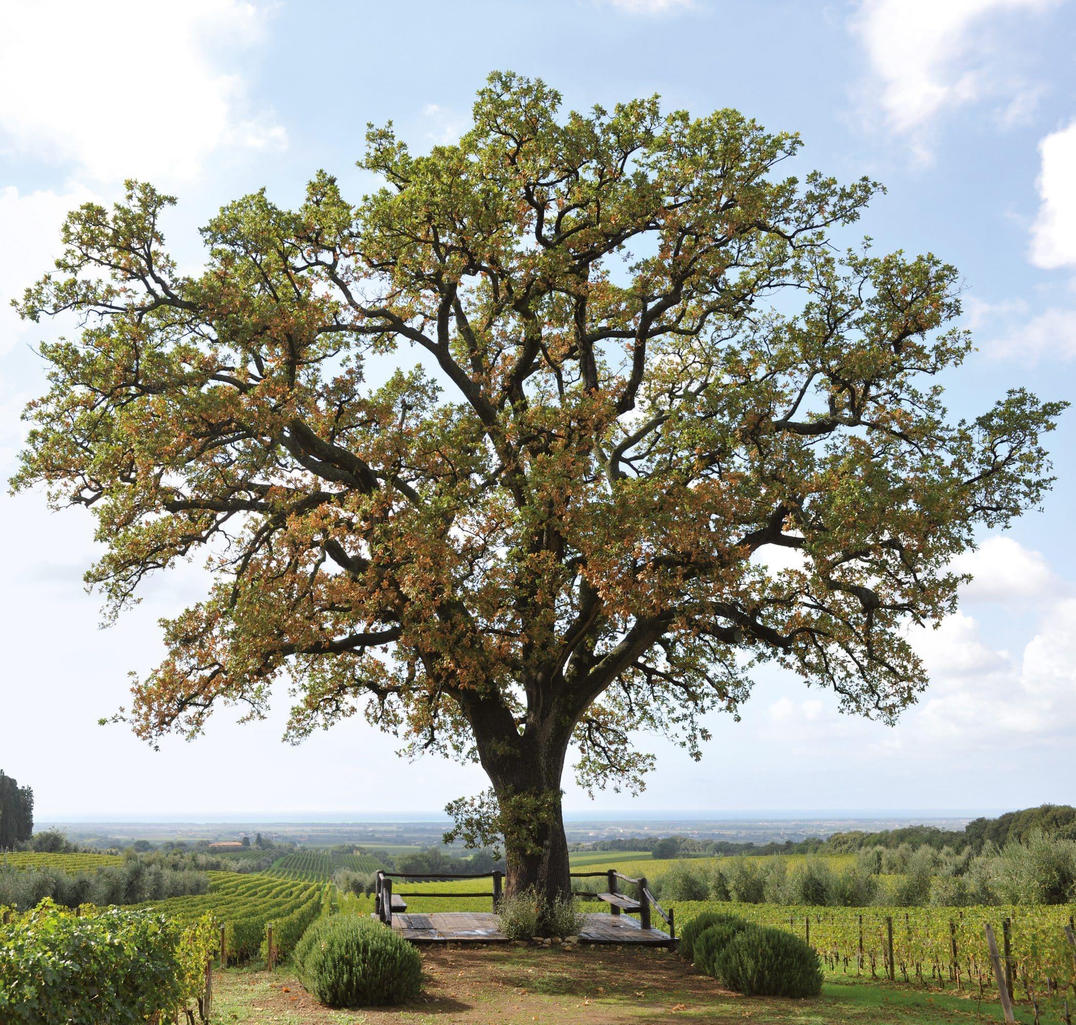 2015 Ornellaia - Angry Wine Merchant