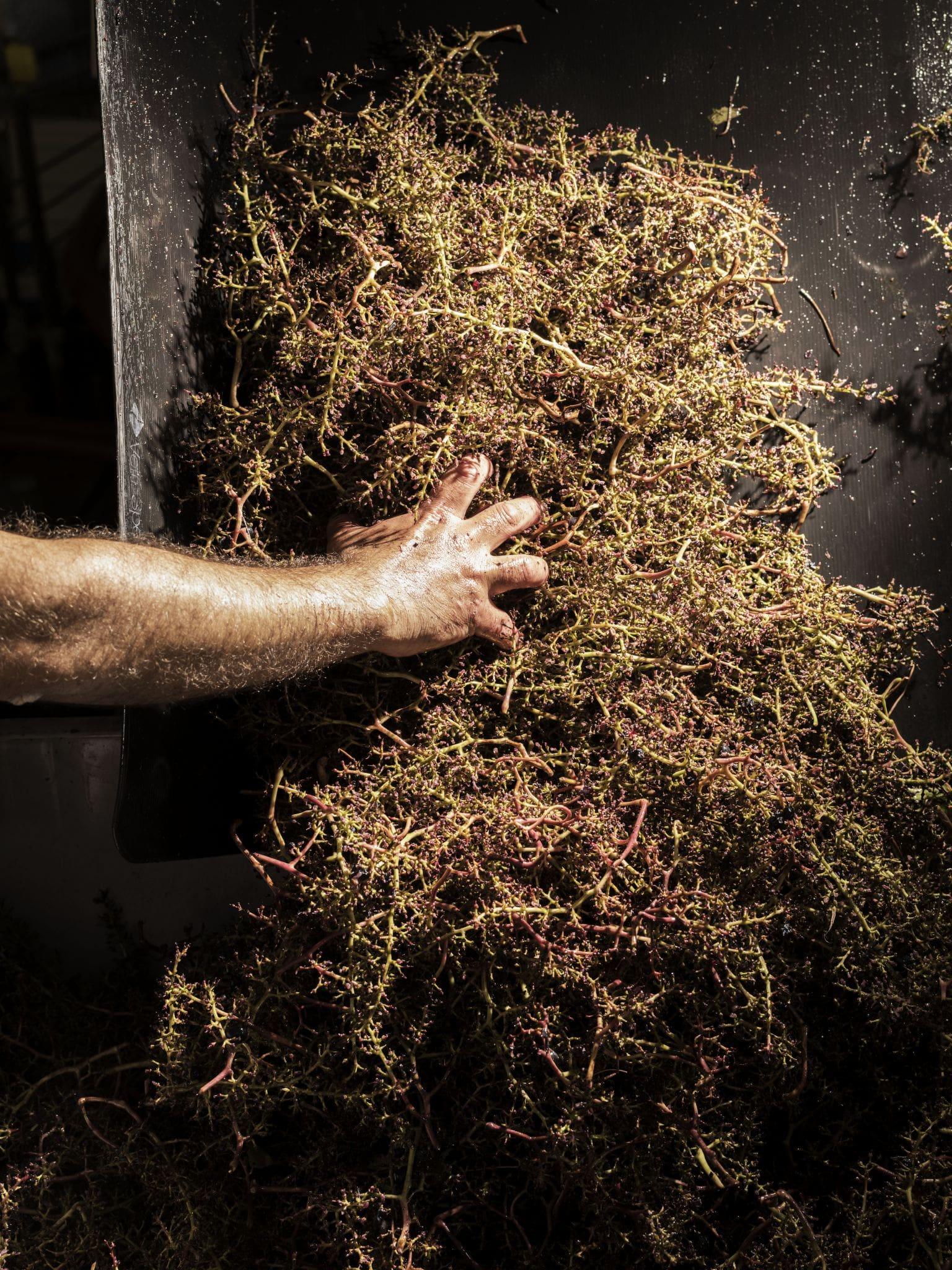 2015 Ornellaia - Angry Wine Merchant