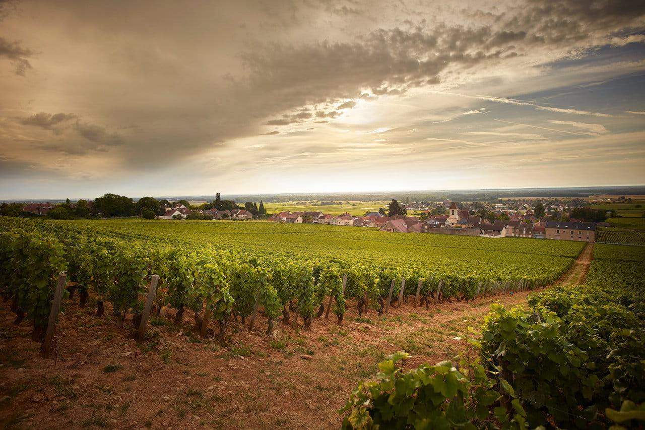 2017 Domaine du Clos de Tart - Angry Wine Merchant