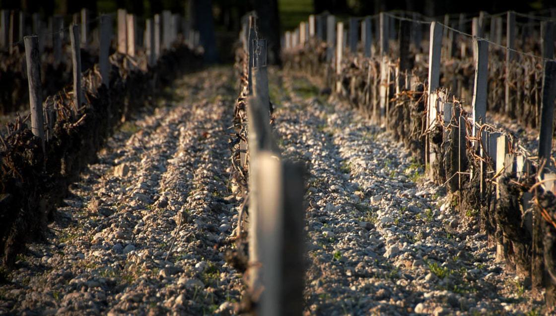 Chateau Margaux 2008 | Angry Wine Merchant