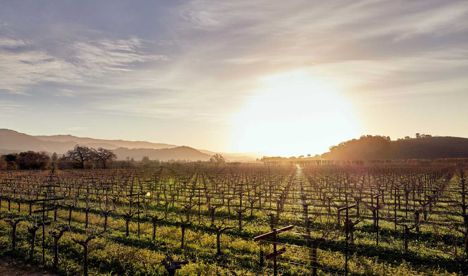 Dominus 1996 | Angry Wine Merchant