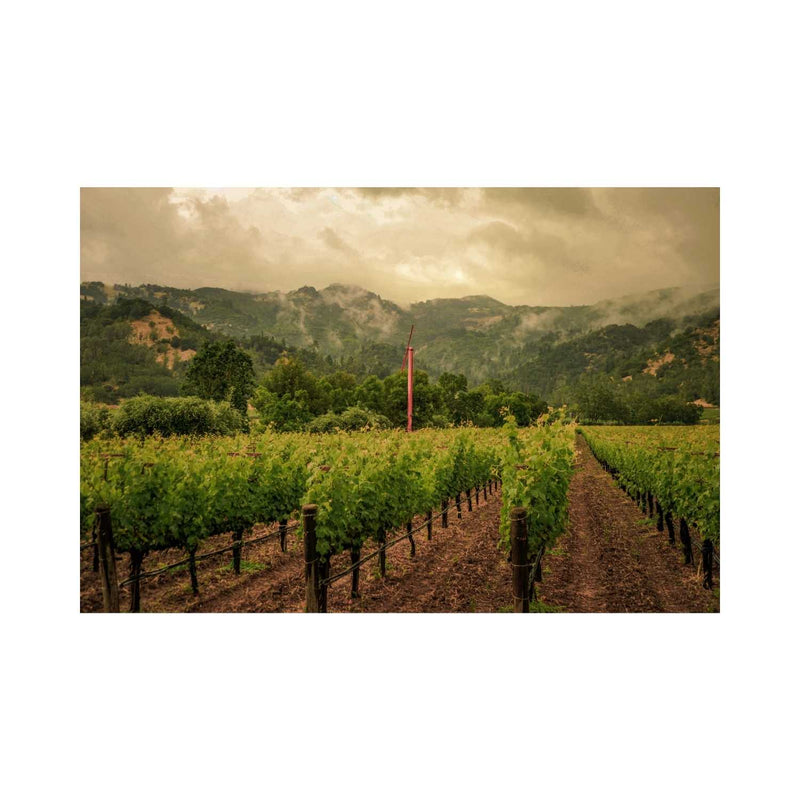 2019 Eisele Vineyard