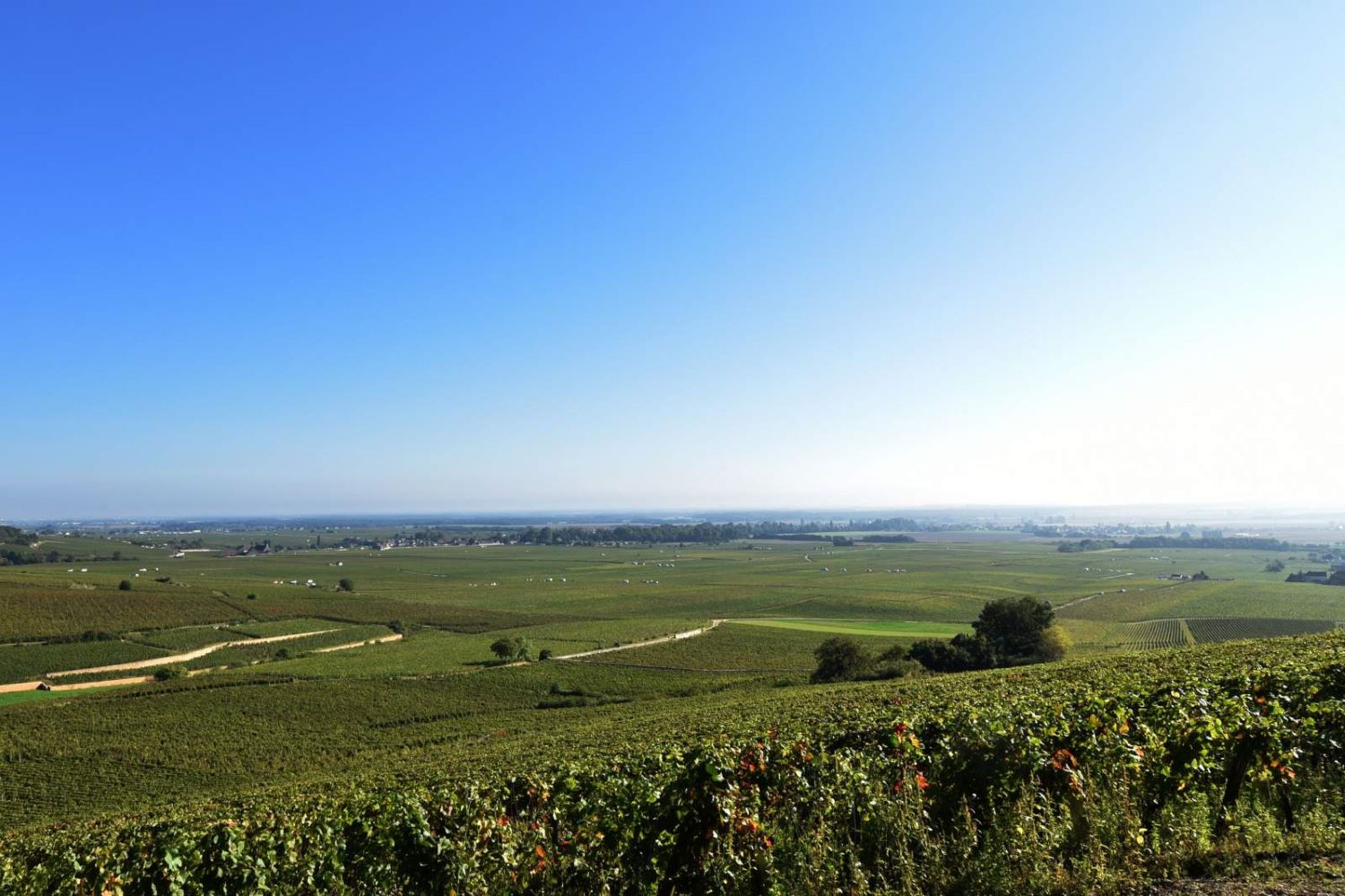 2017 Domaine Mongeard-Mugneret