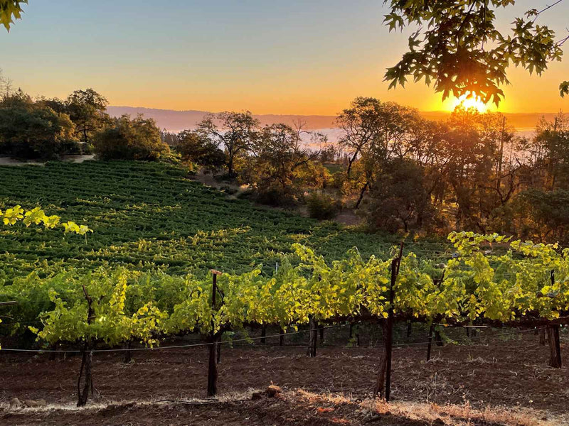 2019 Philip Togni Vineyard