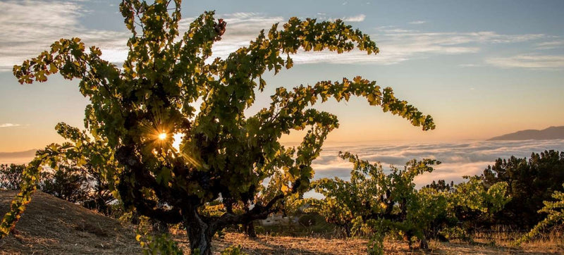 2016 Ridge Vineyards