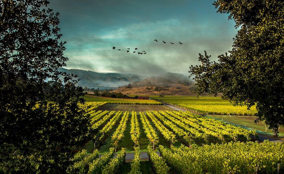 2015 Screaming Eagle The Flight | Angry Wine Merchant